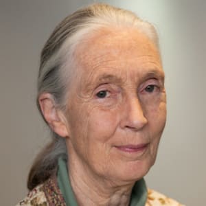 Джейн Гудолл биография. Приматолог, этолог и антрополог, посол мира ООН